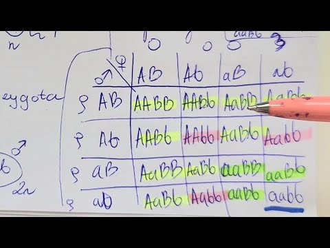 II PRAWO MENDLA-o co chodzi- prawo niezależnej segregacji