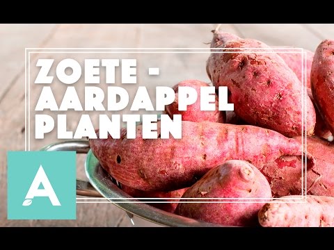 , title : 'Zoete aardappel planten! - Grow, Cook, Eat #21'