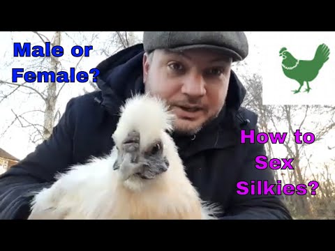 Silkie Chickens - How to tell male from female - What's the chickens gender?