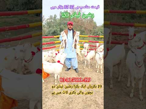 Russian teddy bakriyan Kamyab goat pharming Pakistan mein Teddy Bakri got business best teddy bakri