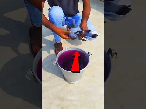 La paloma que no se moja 🕊️😱 #Catsoftiktok #CatLovers #cat #cute #FunnyCats #catcartoon #fyp