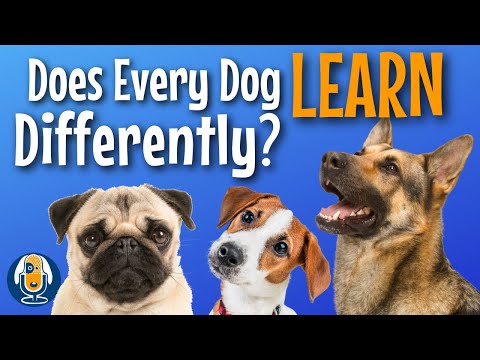 Do Different Dogs Really Need Different Dog Training Methods? #193 #podcast