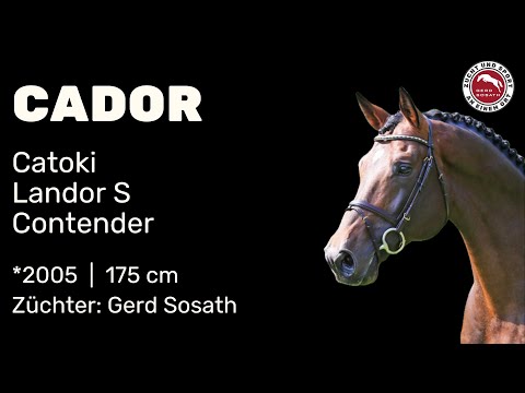 Cador *2005 von Catoki x Landor S | Hengstschau Sosath 2025