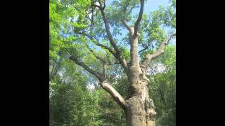 Ой, дубе, ти, дубе - Ніна Матвієнко