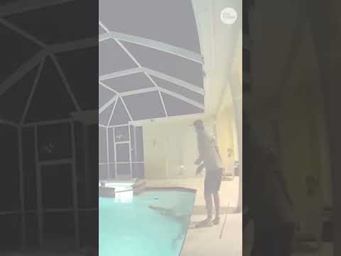 Alligator sneaks into Florida home for late night pool swim. See video.