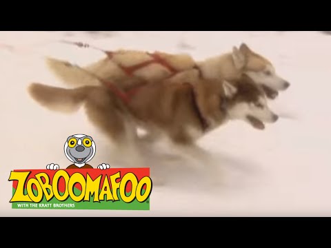 Zoboomafoo 108 - Snowday (Full Episode)