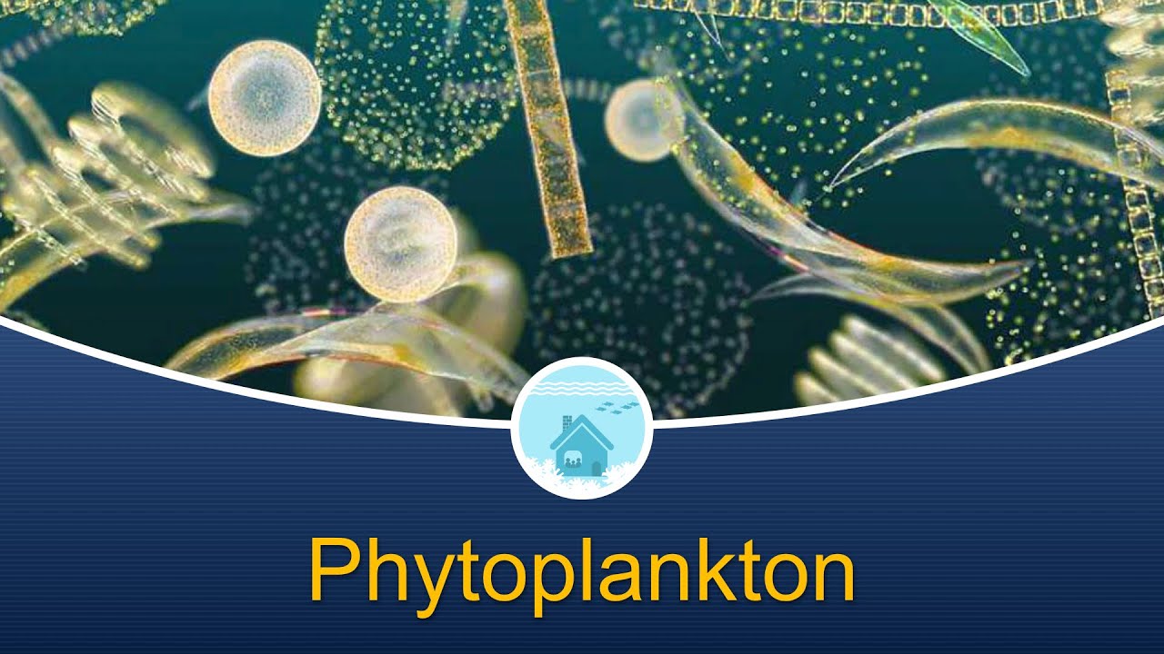 Marine Biology at Home 4: Phytoplankton