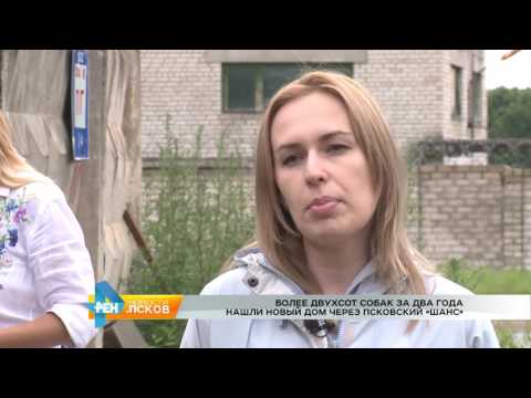 Новости Псков 18.07.2017 # Собаки находят дом через псковский «Шанс»