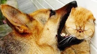 7 БЕССТРАШНЫХ КОТОВ - или КОГДА СОБАКА НЕ НУЖНА. Смешные моменты и юмор(часть 2)