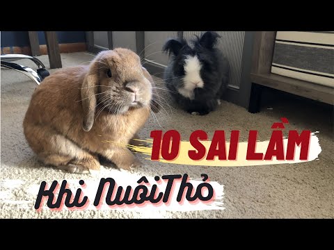 , title : '10 Sai Lầm Khi Nuôi Thỏ - 10 Myths About Rabbit'
