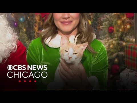 Whiskers and Wishes allows people and their pets to celebrate the holidays - YouTube