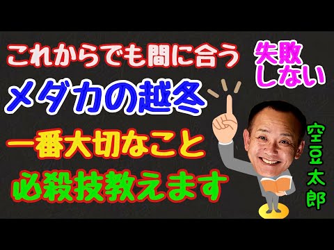 プールでの越冬：プールを大切にするために知っておくべきことすべて！  庭園