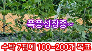 애플수박 밭 7평 100~200통 수확도전~ 수박순치는법,재배방법 주말농장,텃밭,귀농귀촌,전원일기 인간극장
