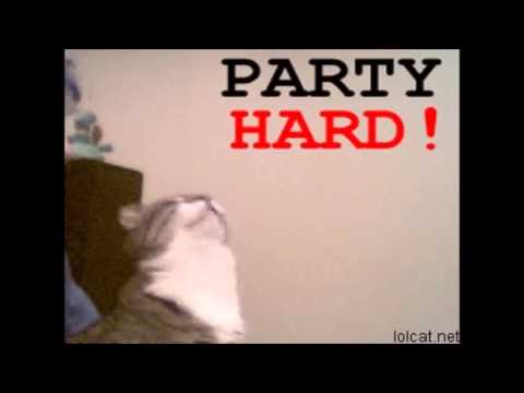 Party Hard Cat