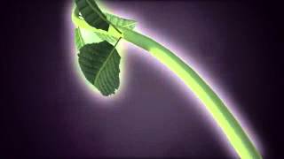 [MI VERDAD] Shakira y Mana - Sueño de amor Entrada oficial