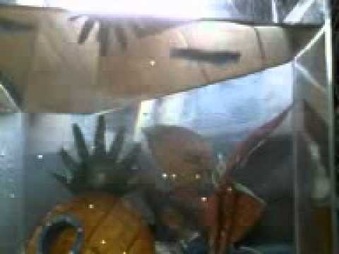 how to clean a betta fish tank part 2