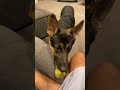How To Teach A Dog Fetch