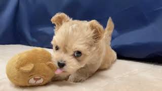 ハーフ犬の動画01