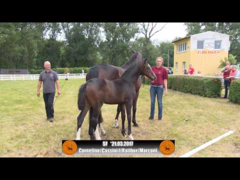 Stutfohlen 2017 von Cornetino/Cassini I/Ratibor/Marconi
