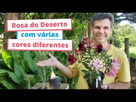 Rosa do Deserto com flores de várias cores - Enxertos múltiplos e broto ladrão