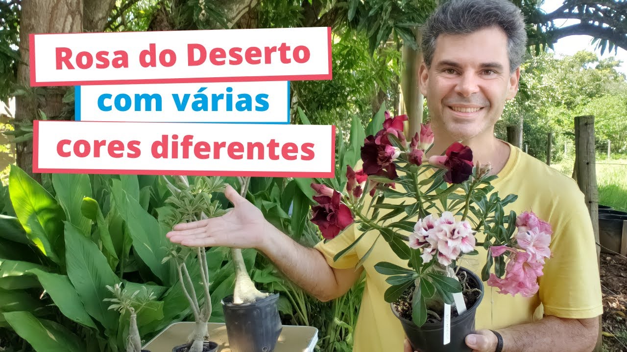 Rosa do Deserto com flores de várias cores - Enxertos múltiplos e broto ladrão