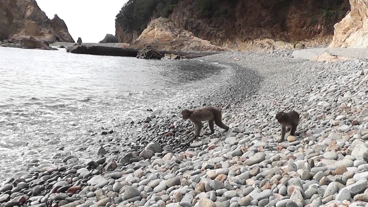 波勝崎苑の猿（海と猿 ②）Japanese Macaque Monkeys