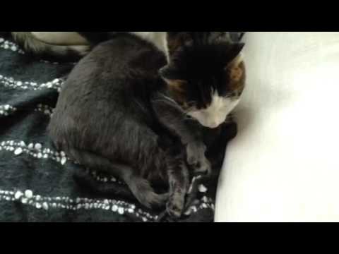 MY CAT TRIES SO HARD