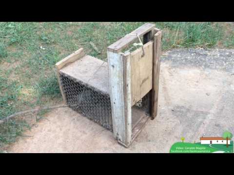 Armadilha para pegar gambá