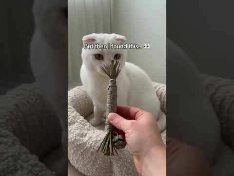 Protect your cats.🥺🐾#cat #animals #usa #usashorts