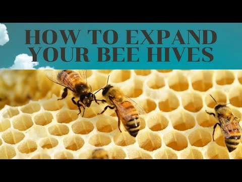How to Grow and Expand your Bee Hives
