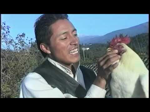 Delfin Quishpe - Gallito (Video Official) - D.v.D Vol. 1