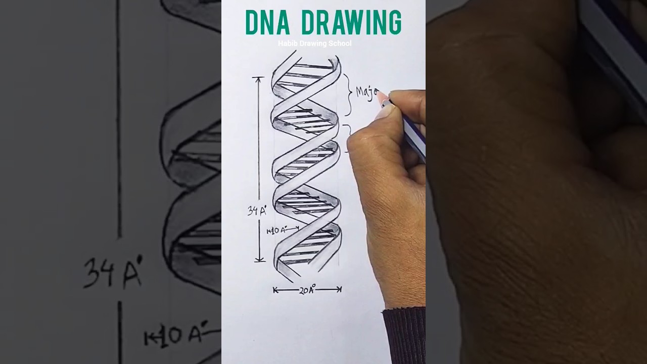 How to draw DNA #shorts #howtodrawdna #dna