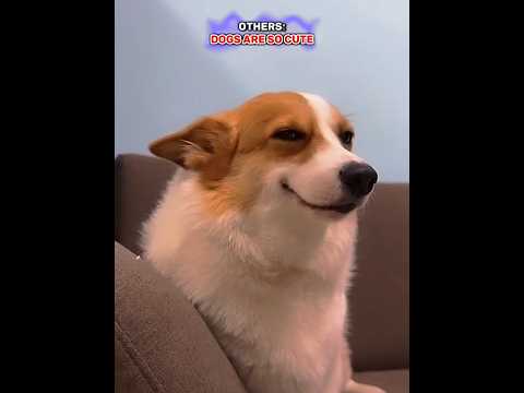 Others Dogs Are So Cute Vs This Dog #viralvideo