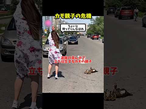 カモ親子の危機