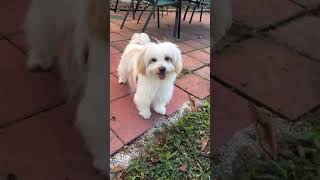 Video preview image #1 Maltese Puppy For Sale in Weston, FL, USA