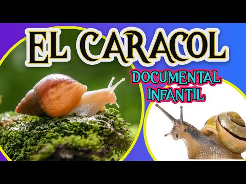 EL CARACOL 🐌 | Videos educativos para niños | LOS MOLUSCOS| Los animales | Documentales para niños