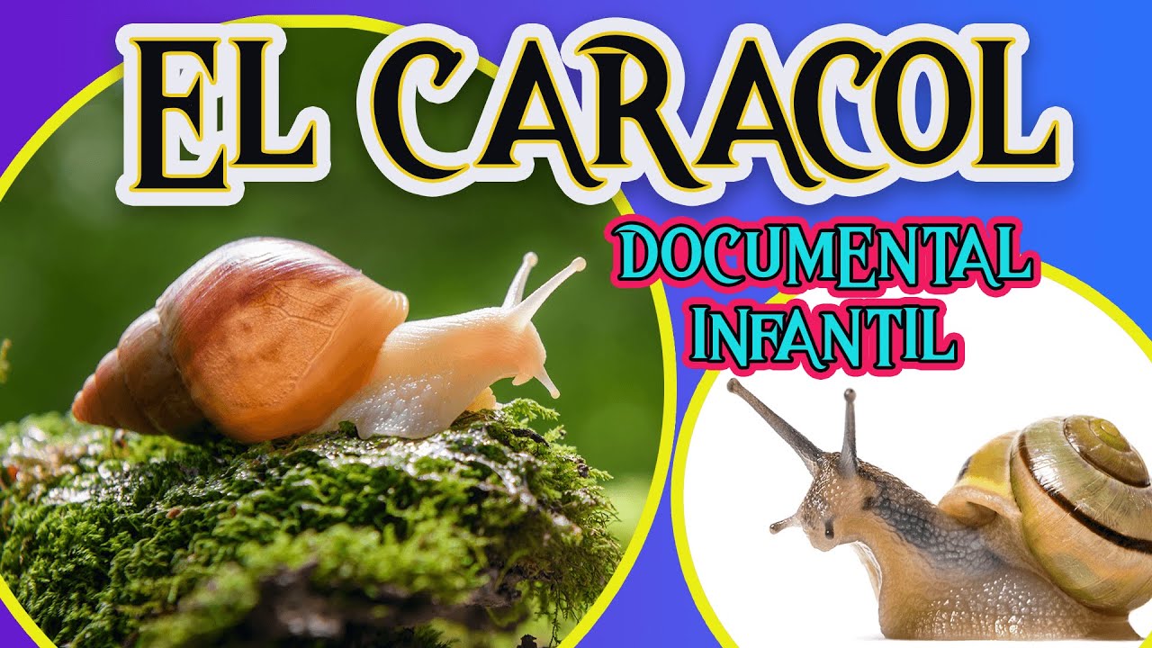EL CARACOL 🐌 | Videos educativos para niños | LOS MOLUSCOS| Los animales | Documentales para niños