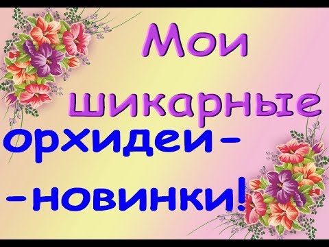 Мои ШИКАРНЫЕ ОРХИДЕИ:обзор цветущих новинок!!!Немного о борьбе с мучнистым червецом и трипсом.
