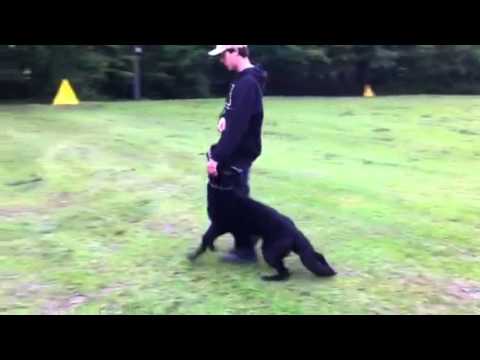 Alfa Sibaryani - 10 months