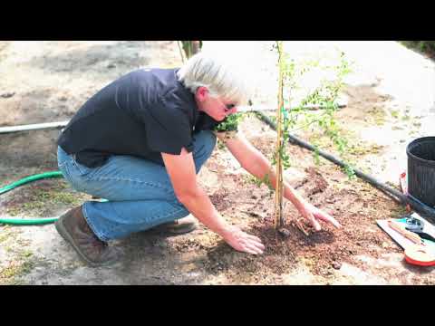 GA Grown Citrus: The Right Way To Plant a Tree