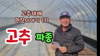 고추재배 현장이야기1.고추파종 고추재배의시작 농사의 정석 품종선택 온습도관리 #홍성고추연구회 #홍성군농업기술…