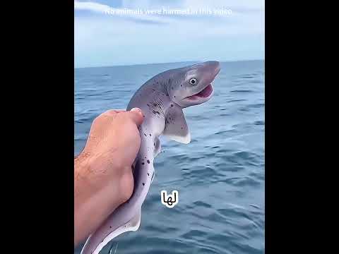 Saved a stranded shark! Years later, it met me in the ocean with a treasure!😭❤️ #shortvideo #shorts