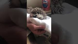 Hedgehog Animals Videos