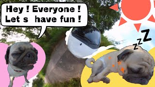 [PUG LIFE/パグ]日常編⑺ Lockdown Program / 近所をドライブしてみた