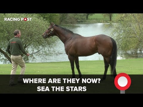 Where Are They Now? Sea The Stars
