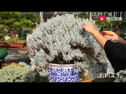雪芙蓉植物