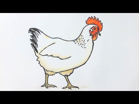 Beginners how to draw a chicken - YouTube
