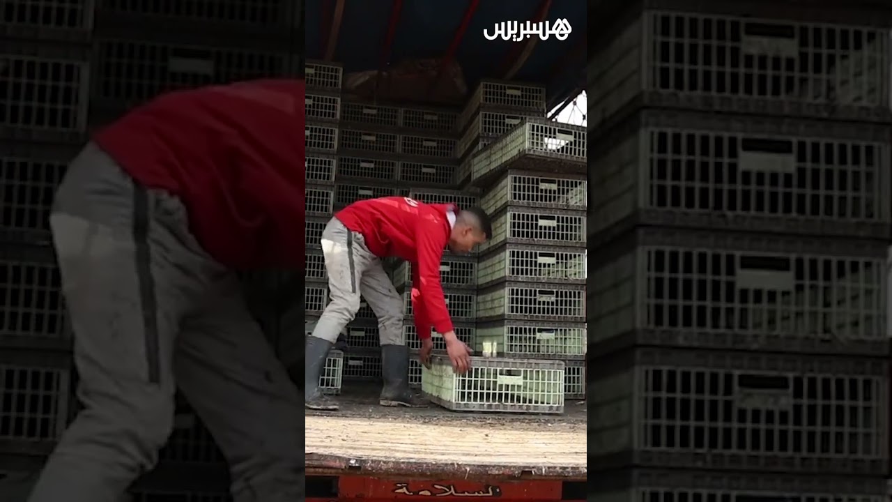 ارتفاع أسعار الدجاج.. تجار يرجعون الغلاء لموجة البرد وسعر الفلوس ومستهلكون يواجهون الغلاء بالاستغناء thumbnail