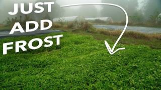 Taking Stock After the First Fall Frosts