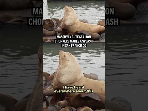 Video Thumbnail: Massively cute sea lion Chonkers makes a splash in San Francisco